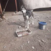 سگ  هاسکی|سگ|مشهد, ایوان|دیوار