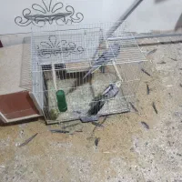 عروس هلندی|پرنده|تربت‌حیدریه, شهرک ولیعصر|دیوار