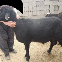 گوسفند نر. قوچ اصیل بهترین نسل