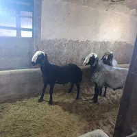 بره قوچ های ۶دانگ شال