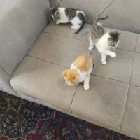 واگذاری رایگان بچه گربهٔ خانگی