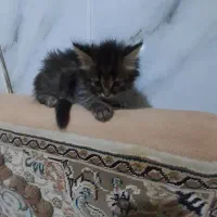 واگذاری گربه