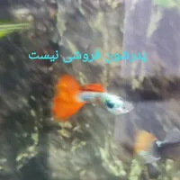 بچه ماهی گوپی|ماهی|گرگان, |دیوار