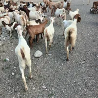 بز داشتی|حیوانات مزرعه|میناب, |دیوار