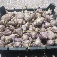 سیر شهداد