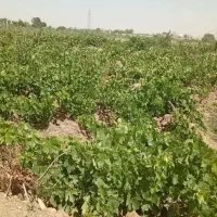 فروش باغ انگور و گردو واقع در شهرستان ازندریان