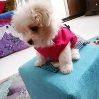 سگ شیتزو|سگ|اصفهان, بهارستان|دیوار