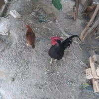 خروس