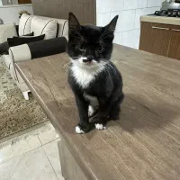 واگزاری توله گربه|گربه|صدرا-فارس, فاز ۲|دیوار