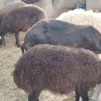 میش و بره فروشی