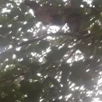 تخمرغ عشایری|حیوانات مزرعه|اصفهان, مفتح|دیوار