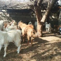 معاوضه با گاو|حیوانات مزرعه|چاه مرید, |دیوار