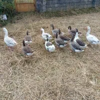 غازمحلی|حیوانات مزرعه|اسالم, |دیوار