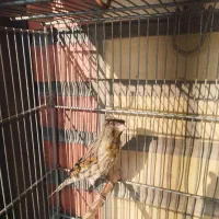 سهره، گلسر قناری