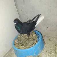 کبوتر سالم دم سفید خوب کاکل