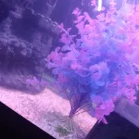 ماهی گوپی|ماهی|مشهد, شهرک بهارستان|دیوار