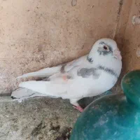 کفتر آلمانی شهرستانی