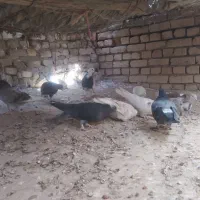 گنجه بر
