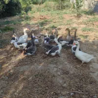 غاز|حیوانات مزرعه|گنبد کاووس, |دیوار