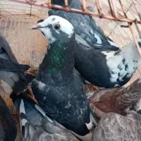کبوتر نر و ماده قاطی|پرنده|شیراز, شریفآباد|دیوار