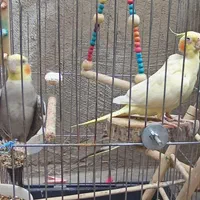 سه عدد عروس هلندی|پرنده|تهران, آشتیانی|دیوار