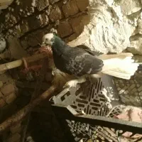 کفتر|پرنده|گلپایگان, |دیوار