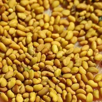 بذریونجه پایه بلند همدانی