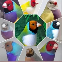 گلدین کرواتی جغدی بنگالی