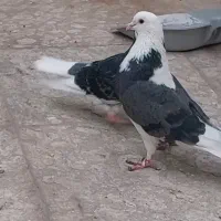 کبوتر گمشده