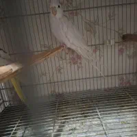 عروس هلندی|پرنده|پاکدشت, پاکدشت (مامازند)|دیوار