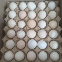 تخم مرغ محلی خوراکی