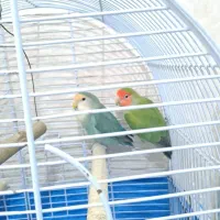 یک جفت طوطی برزیلی نروماده