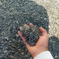 تخمه افتابگردان و سنجد  فروش فوری بصورت عمده|خوردنی و آشامیدنی|ماهنشان, |دیوار