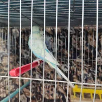 مرغ عشق زیبا