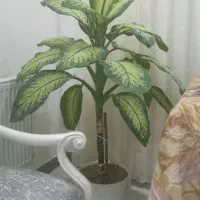 دوعدد گل دیفن