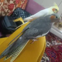 یه جفت عروس هلندی