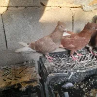 دم سفید|پرنده|مسجد سلیمان, |دیوار