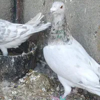 هفرنگ|پرنده|سبزوار, توحیدشهر|دیوار