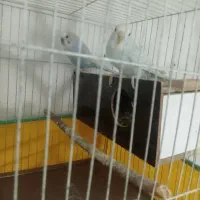 مرغ عشق