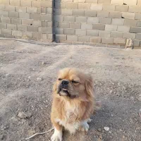 سگ خارجی زیبا|سگ|ورامین, شهرک مدرس|دیوار