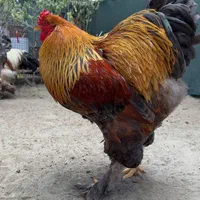 برهما اورجینال|حیوانات مزرعه|تهران, پاسداران|دیوار