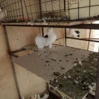 کفتر|پرنده|تهران, اقدسیه|دیوار