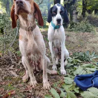 توله شکاری|سگ|گلی داغ, |دیوار