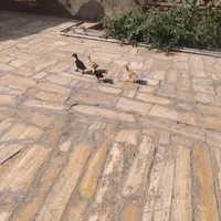اردک