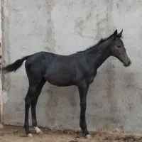 کره مادیان ترکمن چهار ماهه