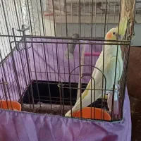عروس هلندی با قفس