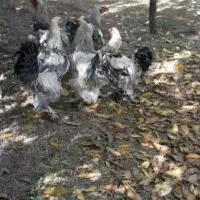 خروس برهمان