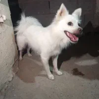 سگ پامر