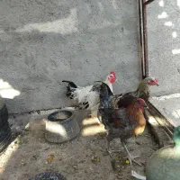 ۴عددجوجهخروسبزرگوکفترپاکستانی|پرنده|اردکان, |دیوار