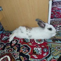 خرگوش بانمک|موش و خرگوش|قم, مهر آباد|دیوار